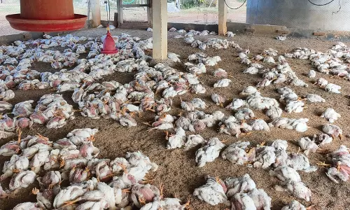 Bird Flu fears hit chicken sales in Hyderabad
