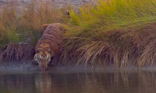Sudden increase in tiger sightings in Sundarbans