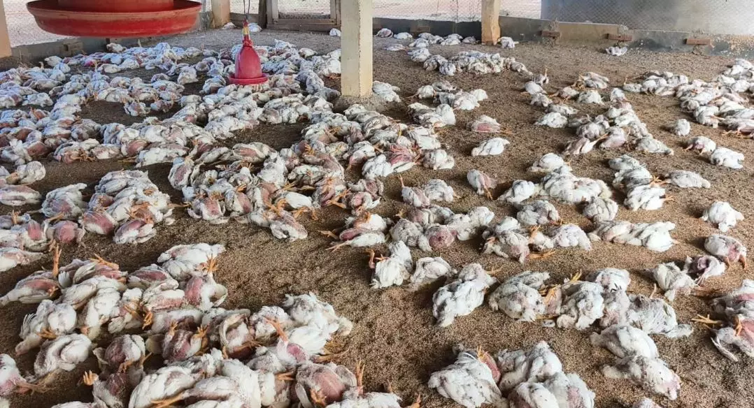 Central team to visit AP to take stock on Bird Flu today Central team to visit AP to take stock on Bird Flu today