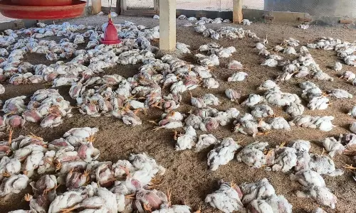 Police on borders to prevent poultry entry