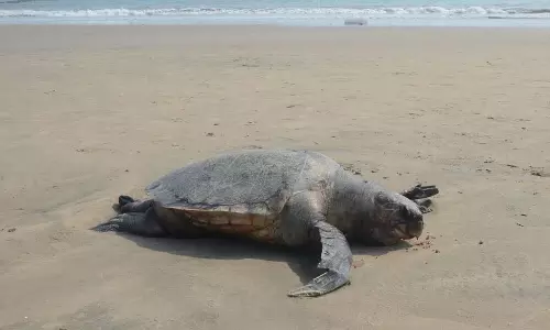 Andhra Pradesh: Efforts on to check rising deaths of Olive Ridley turtles