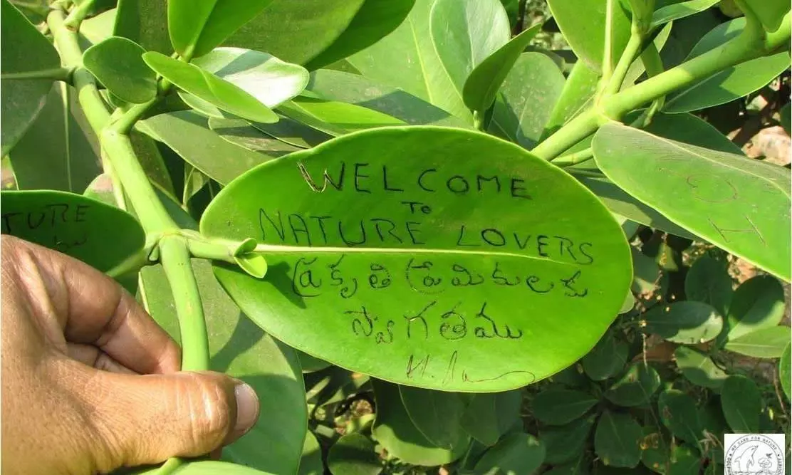 Visakhapatnam’s ‘Lovers’ Tree’ Blooms on Valentine’s Day