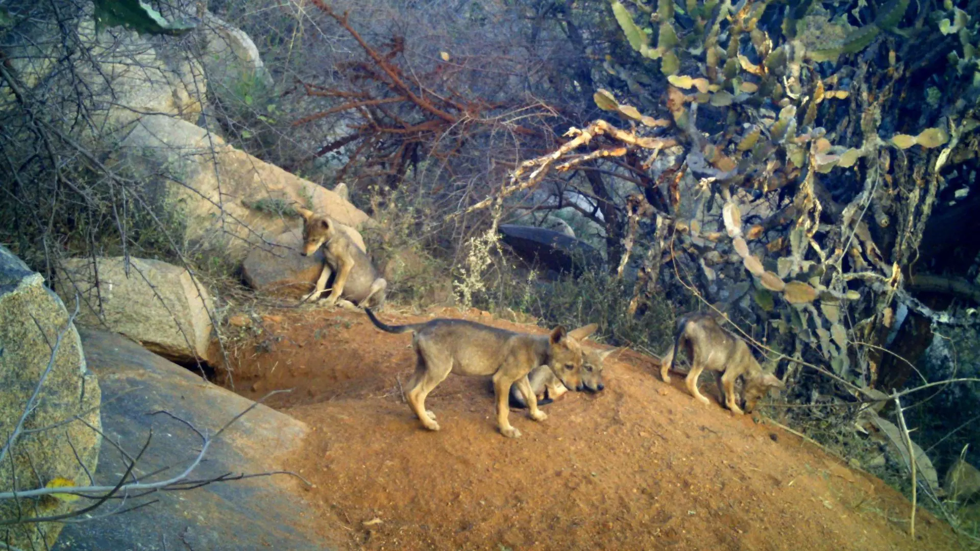 Indian Grey Wolf Population Rises at Koppal Sanctuary Indian Grey Wolf Population Rises at Koppal Sanctuary