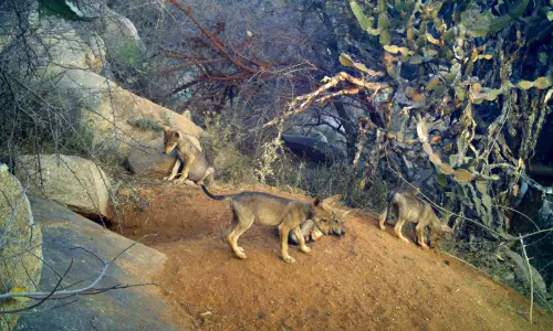 Indian Grey Wolf Population Rises at Koppal Sanctuary
