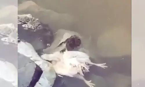 Telangana: Poultry Farm Owner Held for Dumping Chickens in Reservoir