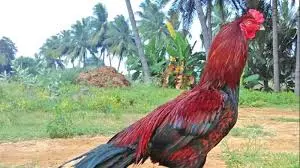 Roosters seized from Pochampally’s farmhouse auctioned Roosters seized from Pochampally’s farmhouse auctioned