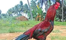 Roosters seized from Pochampally’s farmhouse auctioned