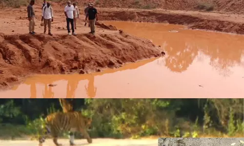 Tigers find home in more districts