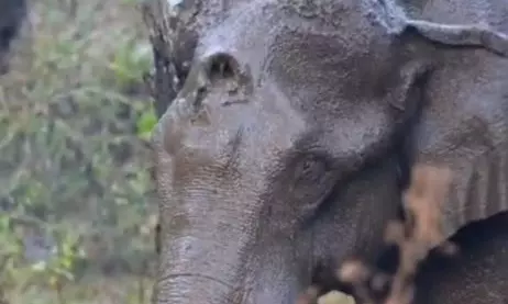 Last-ditch attempt today to rescue elephant with hole in head