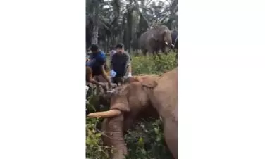 Injured Kerala Elephant Captured, Sent To Rescue Centre for Treatment