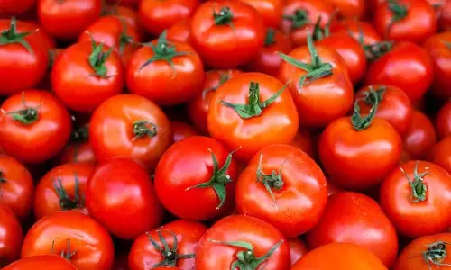 Tomato Prices Crash in Kurnool Despite Farmers Reducing Crop Area Tomato Prices Crash in Kurnool Despite Farmers Reducing Crop Area