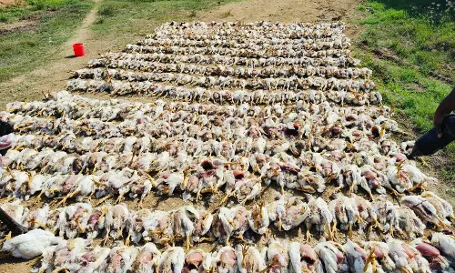 Bird flu outbreak kills 7,000 chickens at Poultry farm in Nalgonda