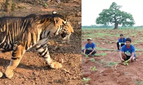 Over 2 lakh trees to be planted to protect rare black tigers in Odisha