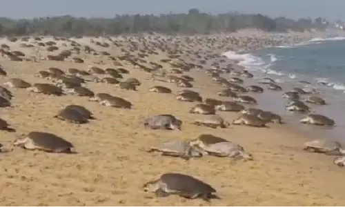 Indian Coast Guard launches ‘Operation Olivia’ to safeguard Olive Ridley turtles in Odisha