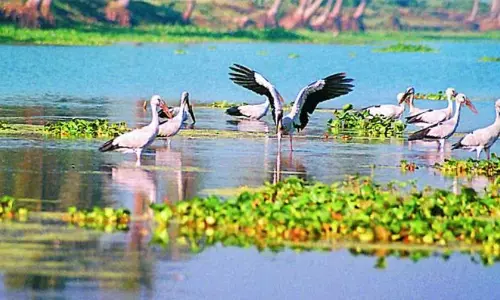 Permanent solution to be found for Kolleru displaced people: MP