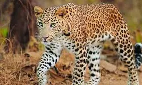 Leopard absence triggers eco imbalance in Kambalakonda