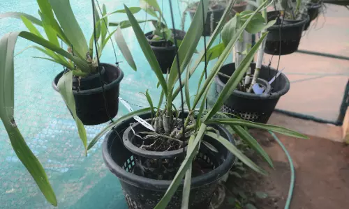 Air plants under spotlight at RCD Biodiversity Park’s greenhouse
