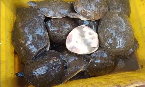 Hyderabad DRI thwarts illegal turtle trade; Seizes 1448 turtles in Odisha