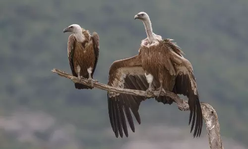 Madhya Pradesh Sees Rise in Vulture Population