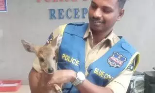 Fawn rescued from stray dogs in Gudimalkapur Fawn rescued from stray dogs in Gudimalkapur