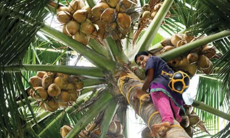 Sliding coconut yields put Uddanam farmers into despair