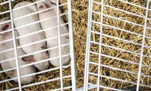 Piglets will be left to starve in a controversial art exhibit in Denmark