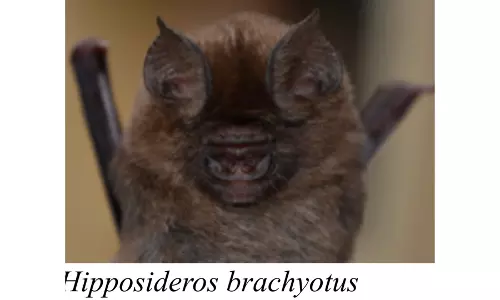 OU scientists discover new bat species in Sri Lanka