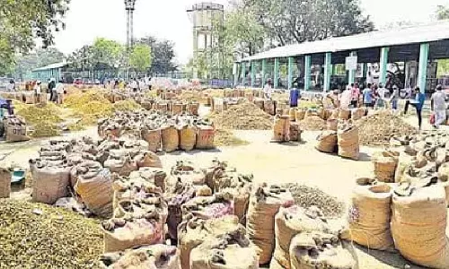 Turmeric prices nosedive to Rs 7,000