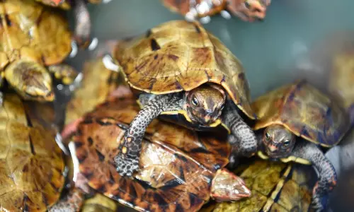 405 Rare Turtles Seized in UP; Two Wildlife Smugglers Arrested