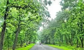 Foresters Demand Arms After attack