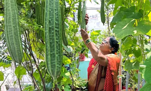 Women of Visakhapatnam take lead in terrace gardening