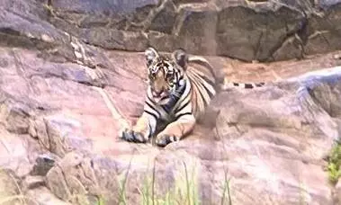 Tiger sighting sparks fear in Peddapalli Tiger sighting sparks fear in Peddapalli
