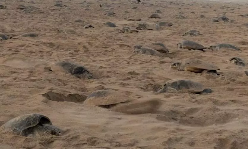 Olive Ridley Festival Draws Crowds to Srikakulam’s Baruva Beach