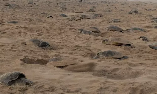 Olive Ridley Turtles Return to Odisha’s Eakakulanasi After 33 Years