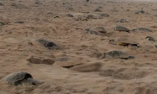 Olive Ridley Festival Draws Crowds to Srikakulam’s Baruva Beach