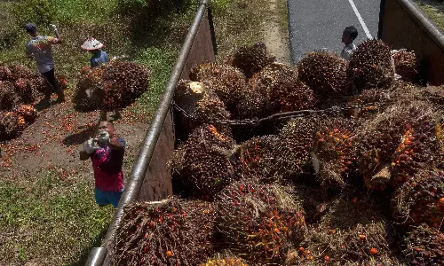 The end of cheap palm oil? Output stalls as biodiesel demand surges