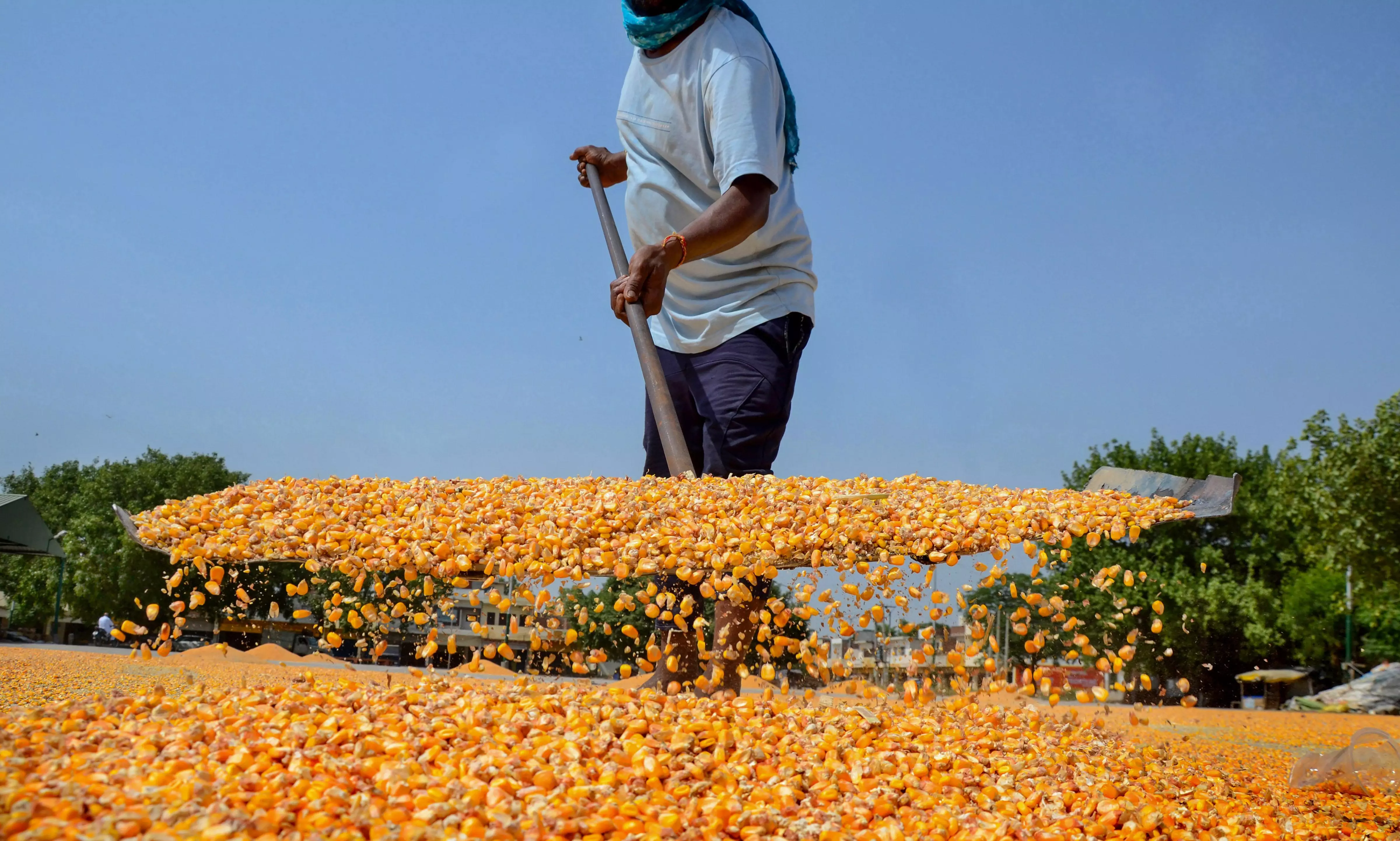 GM maize farming triggers major concerns in Mulugu