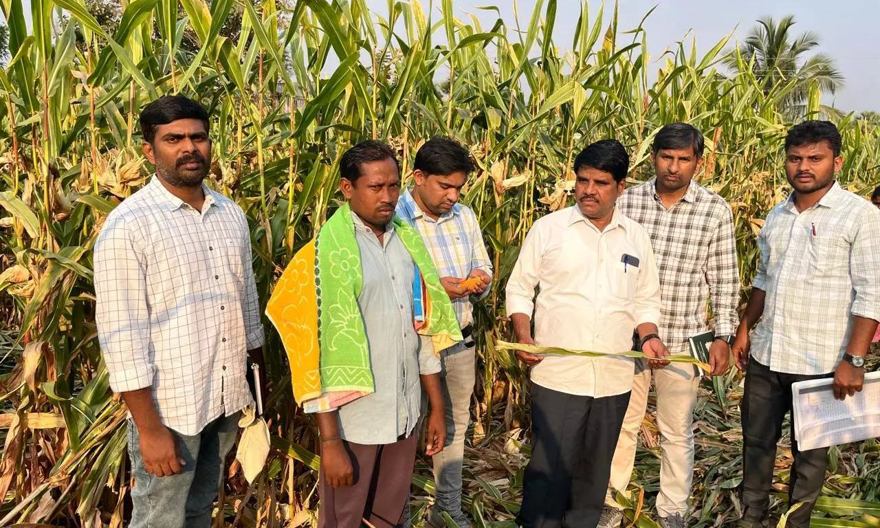 Officials inspect maize crop, probe GM seed charges