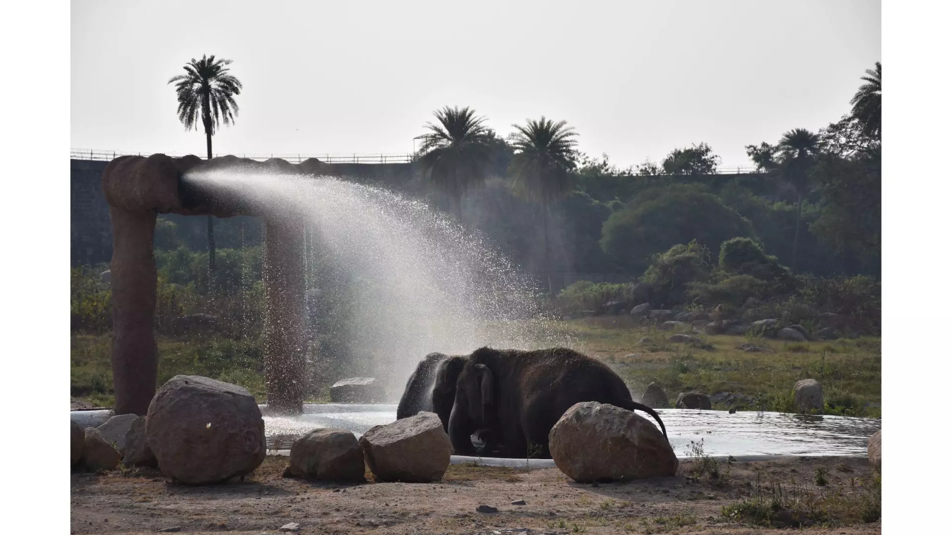 Beating the heat arrangements in place at Nehru Zoological Park Beating the heat arrangements in place at Nehru Zoological Park