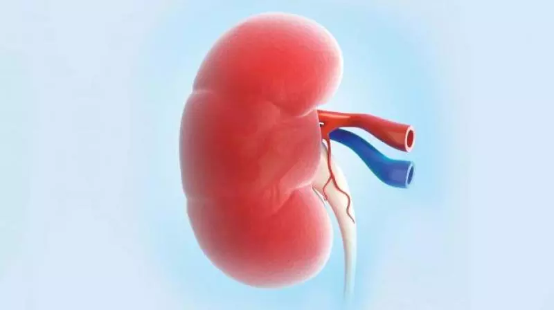 Silent killer Chronic Kidney Disease is on prowl in Hyderabad Silent killer Chronic Kidney Disease is on prowl in Hyderabad