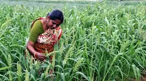 Millet farming, trade gains momentum in Kurnool, Nandyal districts