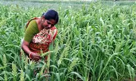 Millet farming, trade gains momentum in Kurnool, Nandyal districts