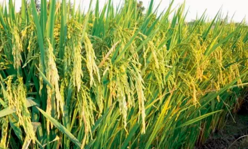 28,122 MT of Paddy Procured in Nellore; Rs 60.36 Crore Credited to Farmers