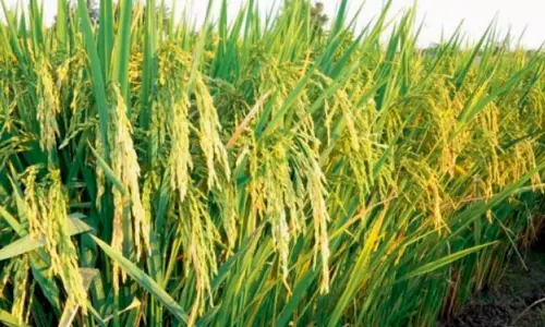Millers Offer Above MSP For Bondalu Paddy Millers Offer Above MSP For Bondalu Paddy