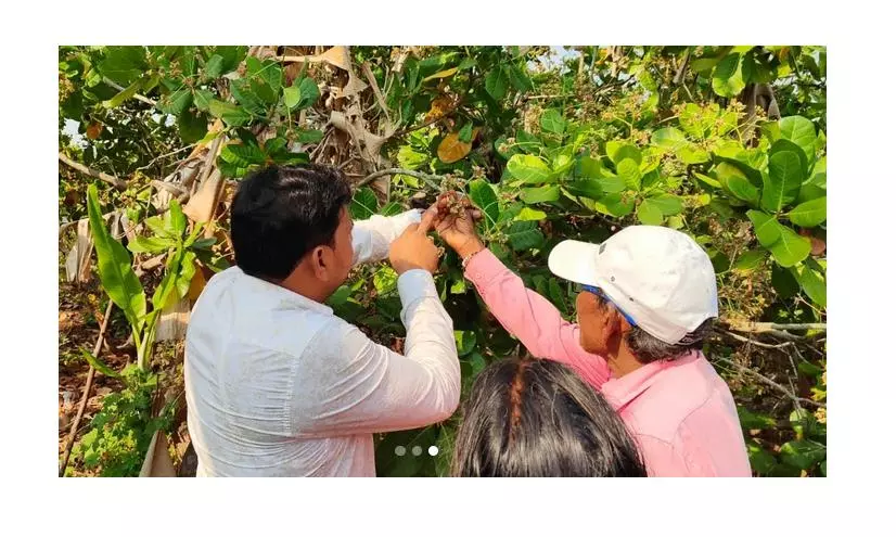 AP’s Natural Farming Pilot Project in Zambia Successful