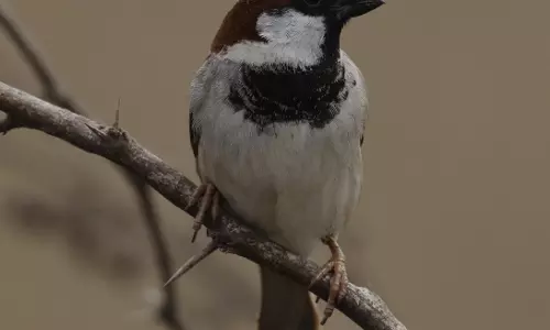 Once common sparrows now hardly seen in city Once common sparrows now hardly seen in city