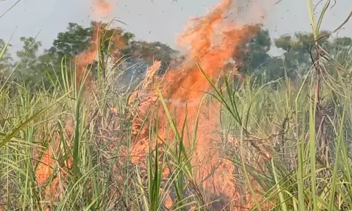 Andhra Farmer Torches Sugarcane Field over Factory Crisis