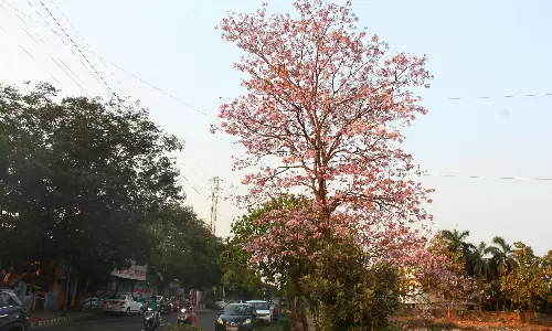 Come March, Vizag blossoms with pink trumpet flowers