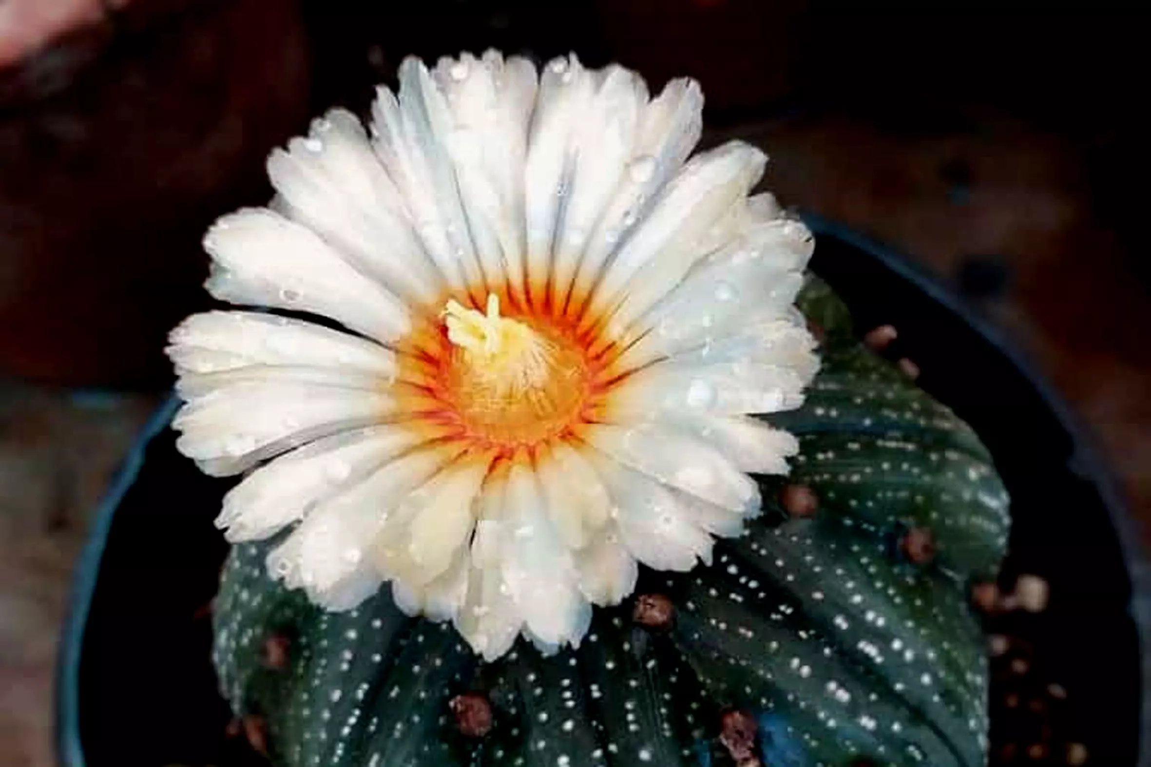 Endangered Cactus Blooms at RCD Biodiversity Park in Vizag