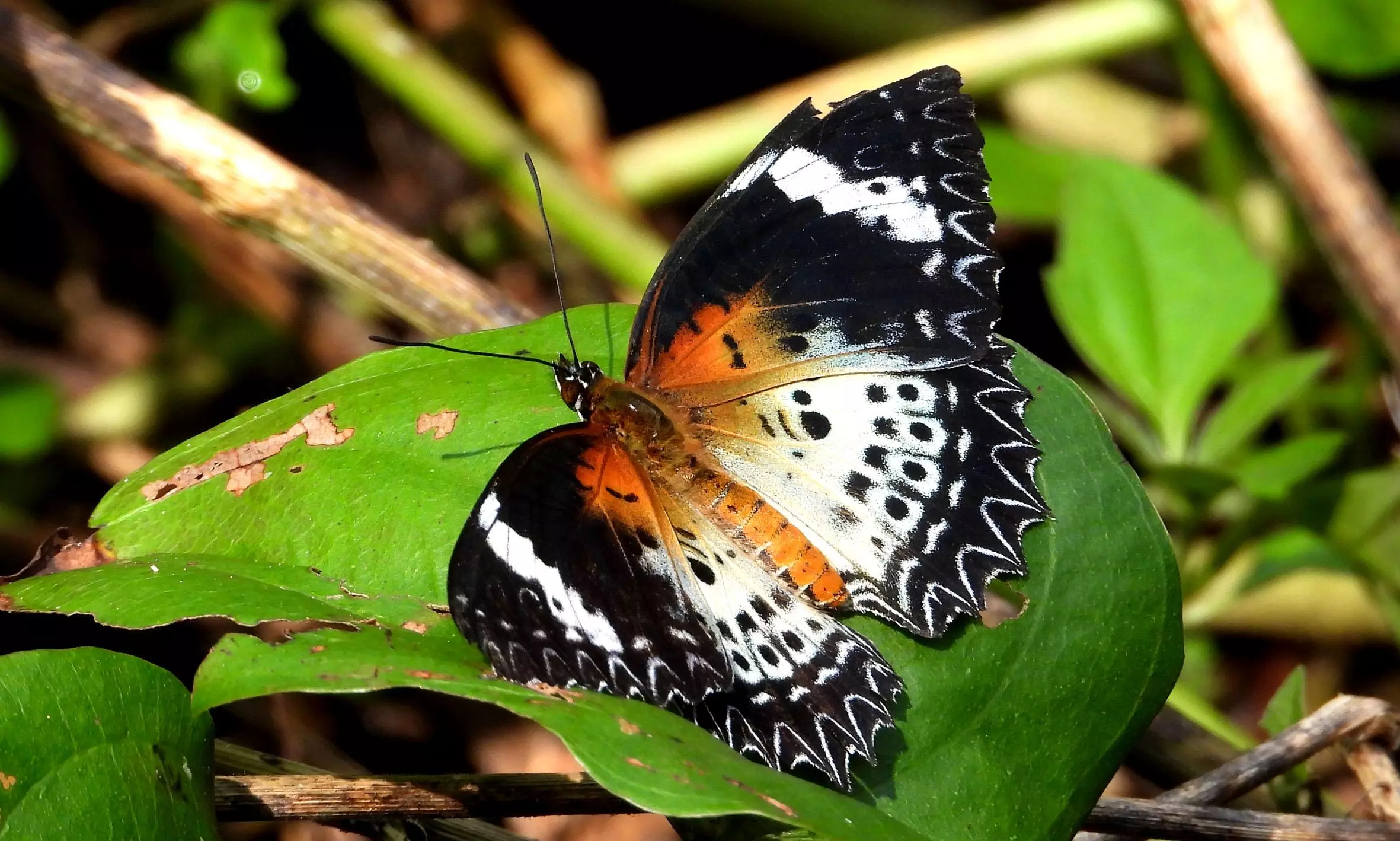 AP’s rich butterfly diversity under threat from climate change AP’s rich butterfly diversity under threat from climate change